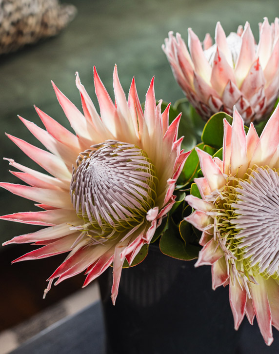 Nicol-Street-Heritage-Cottages-Cape-Town-11